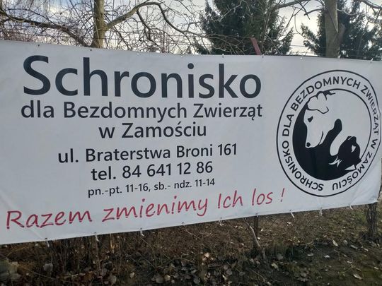 Zamość: Psy ze schroniska czekają na nowy dom - galeria zdjęć