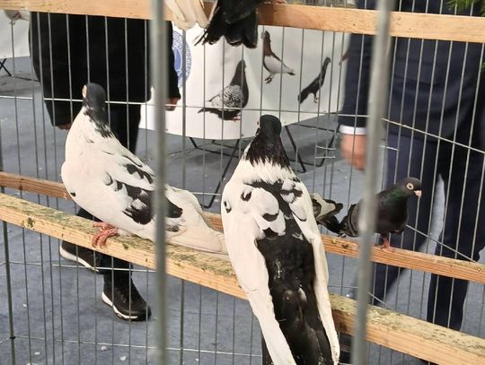 XIV Wystawa Gołębi Rasowych i Drobiu Ozdobnego w Zamościu - zobacz zdjęcia