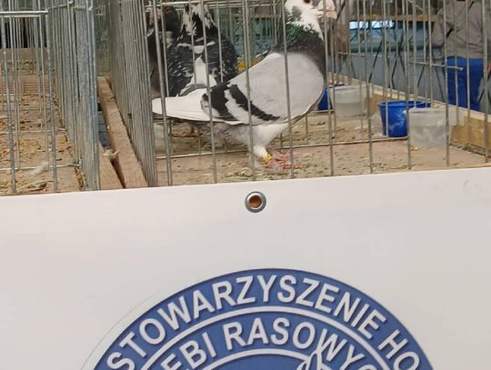 XIV Wystawa Gołębi Rasowych i Drobiu Ozdobnego w Zamościu - zobacz zdjęcia