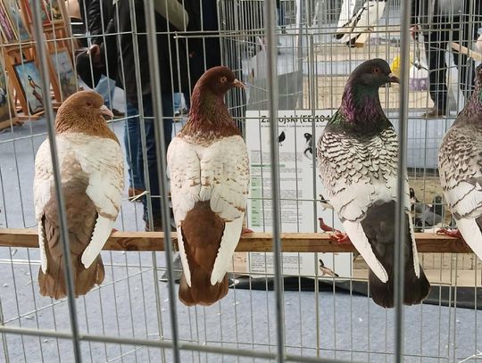 XIV Wystawa Gołębi Rasowych i Drobiu Ozdobnego w Zamościu - zobacz zdjęcia