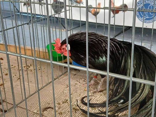 XIV Wystawa Gołębi Rasowych i Drobiu Ozdobnego w Zamościu - zobacz zdjęcia