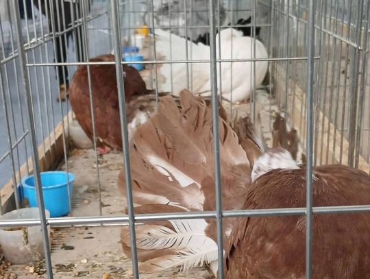 XIV Wystawa Gołębi Rasowych i Drobiu Ozdobnego w Zamościu - zobacz zdjęcia