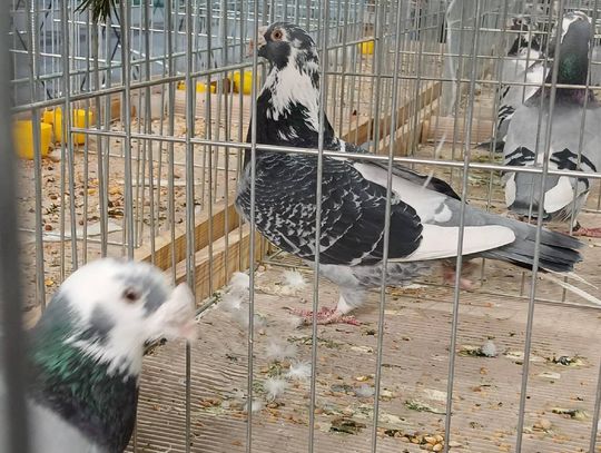 XIV Wystawa Gołębi Rasowych i Drobiu Ozdobnego w Zamościu - zobacz zdjęcia