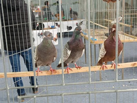 Zamość: XIV Wystawa Gołębi Rasowych i Drobiu Ozdobnego. Zobacz zdjęcia