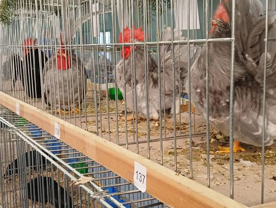 XIV Wystawa Gołębi Rasowych i Drobiu Ozdobnego w Zamościu - zobacz zdjęcia