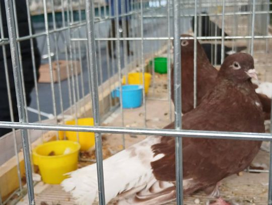 XIV Wystawa Gołębi Rasowych i Drobiu Ozdobnego w Zamościu - zobacz zdjęcia