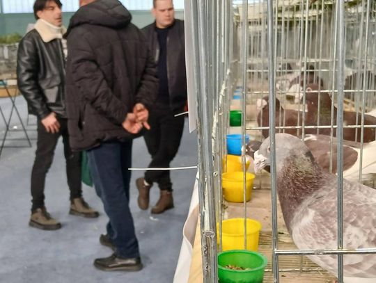 XIV Wystawa Gołębi Rasowych i Drobiu Ozdobnego w Zamościu - zobacz zdjęcia