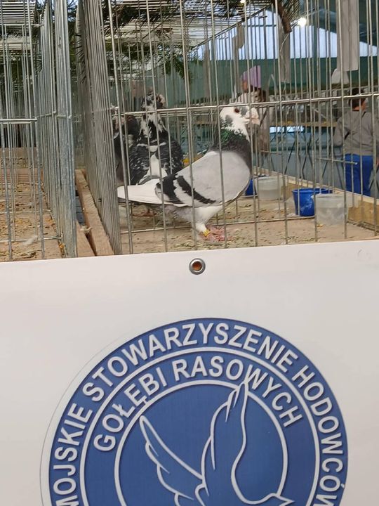 XIV Wystawa Gołębi Rasowych i Drobiu Ozdobnego w Zamościu - zobacz zdjęcia