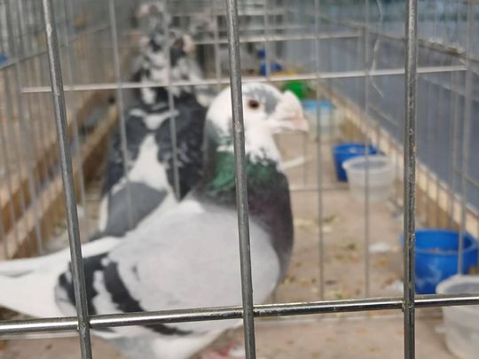 XIV Wystawa Gołębi Rasowych i Drobiu Ozdobnego w Zamościu - zobacz zdjęcia