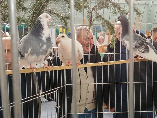 XIV Wystawa Gołębi Rasowych i Drobiu Ozdobnego w Zamościu - zobacz zdjęcia