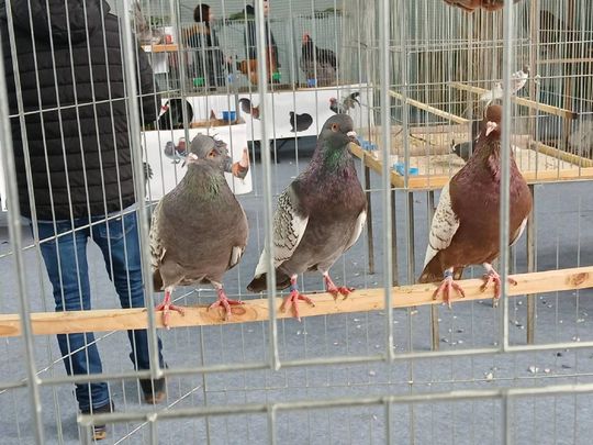 XIV Wystawa Gołębi Rasowych i Drobiu Ozdobnego w Zamościu - zobacz zdjęcia