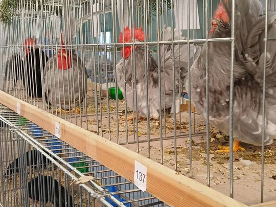 XIV Wystawa Gołębi Rasowych i Drobiu Ozdobnego w Zamościu - zobacz zdjęcia