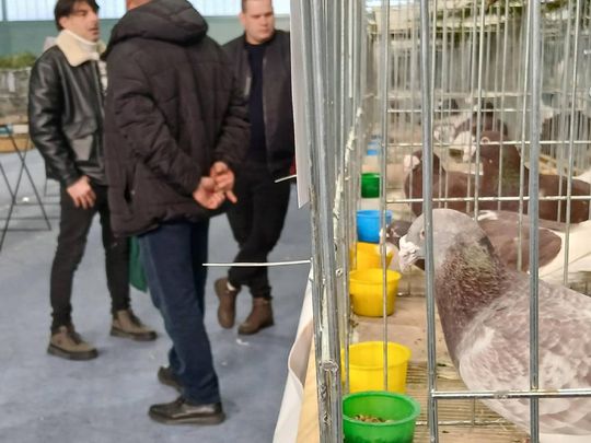XIV Wystawa Gołębi Rasowych i Drobiu Ozdobnego w Zamościu - zobacz zdjęcia