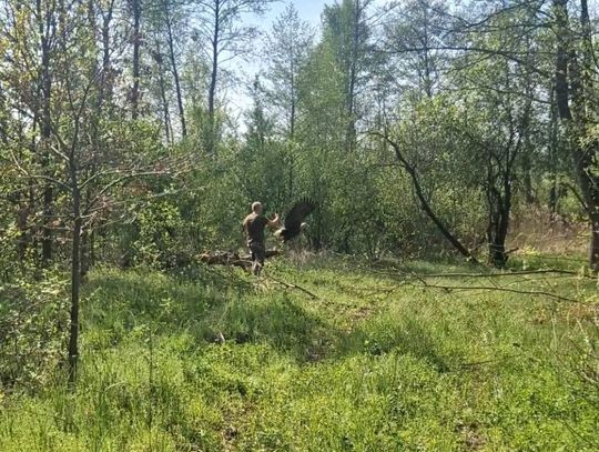 Bielik z Nadleśnictwa Tomaszów wydobrzał i wrócił na wolność [ZDJĘCIA]
