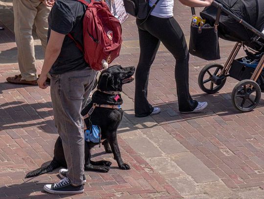 Zamość w rocznicę uchwalenia Konstytucji 3 maja - galeria zdjęć