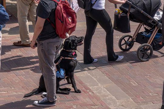 Zamość w rocznicę uchwalenia Konstytucji 3 maja - galeria zdjęć