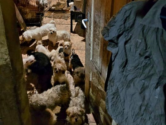 Koszmar maltańczyków. Starsza pani tak hodowała psy [ZDJĘCIA]