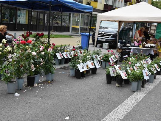 Jarmark Sitarski w Biłgoraju [ZDJĘCIA]