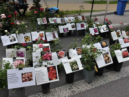 Jarmark Sitarski w Biłgoraju [ZDJĘCIA]