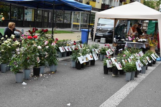 Jarmark Sitarski w Biłgoraju [ZDJĘCIA]