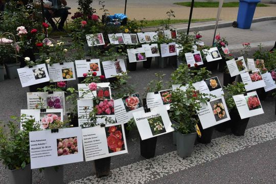 Jarmark Sitarski w Biłgoraju [ZDJĘCIA]