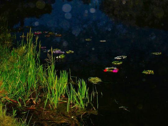 Noc Świętojańska w Łaszczówce. Tradycja, która łączy pokolenia