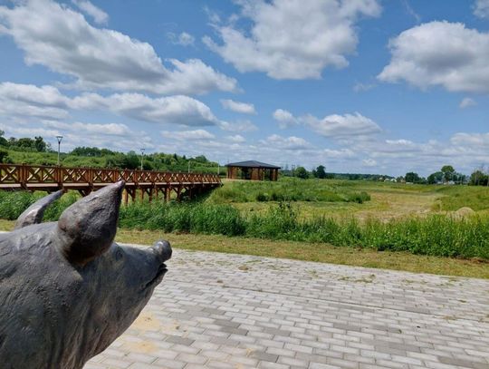 Wieprzowe Jezioro - natura wymknęła się spod kontroli [ZDJĘCIA]