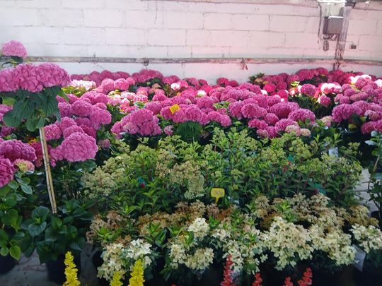 Sitno: Wystawa Maszyn i Urządzeń Rolniczych - galeria zdjęć