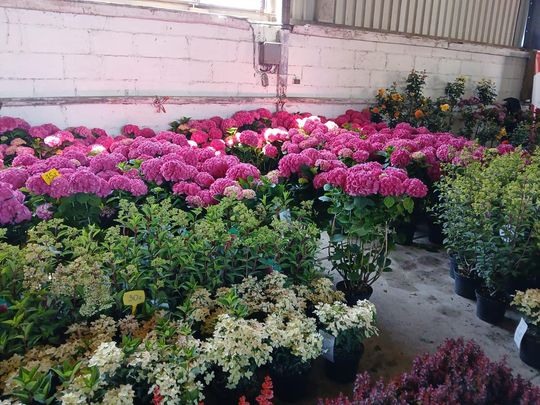 Sitno: Wystawa Maszyn i Urządzeń Rolniczych - galeria zdjęć