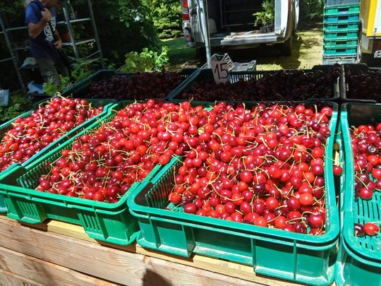 Sitno: Wystawa Maszyn i Urządzeń Rolniczych - galeria zdjęć