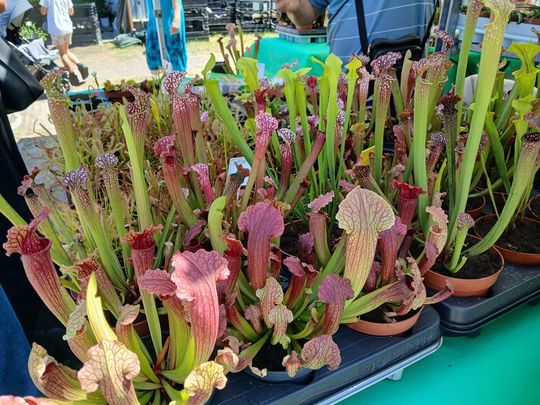 Sitno: Wystawa Maszyn i Urządzeń Rolniczych - galeria zdjęć Sitno: Wystawa Maszyn i Urządzeń Rolniczych - galeria zdjęć