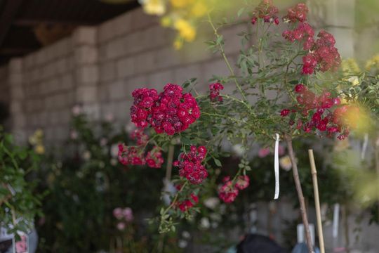 XXXVII Wystawa Maszyn i Urządzeń Rolniczych w Sitnie - galeria zdjęć