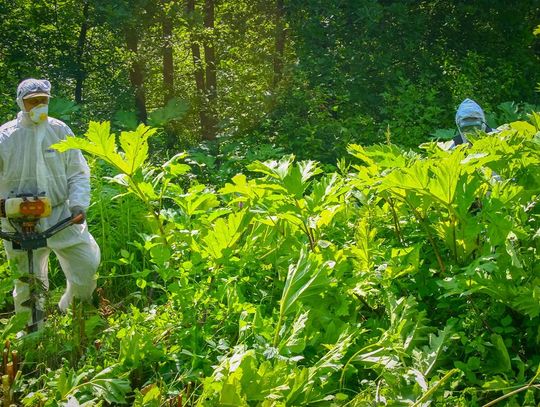 Barszcz Sosnowskiego w lasach Nadleśnictwa Tomaszów [ZDJĘCIA]