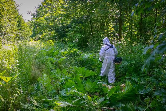 W Nadleśnictwie Tomaszów trwa walka z barszczem Sosnowskiego - galeria zdjęć W Nadleśnictwie Tomaszów trwa walka z barszczem Sosnowskiego - galeria zdjęć