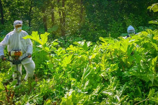 W Nadleśnictwie Tomaszów trwa walka z barszczem Sosnowskiego - galeria zdjęć W Nadleśnictwie Tomaszów trwa walka z barszczem Sosnowskiego - galeria zdjęć