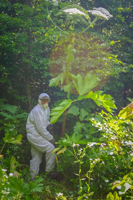 W Nadleśnictwie Tomaszów trwa walka z barszczem Sosnowskiego - galeria zdjęć W Nadleśnictwie Tomaszów trwa walka z barszczem Sosnowskiego - galeria zdjęć