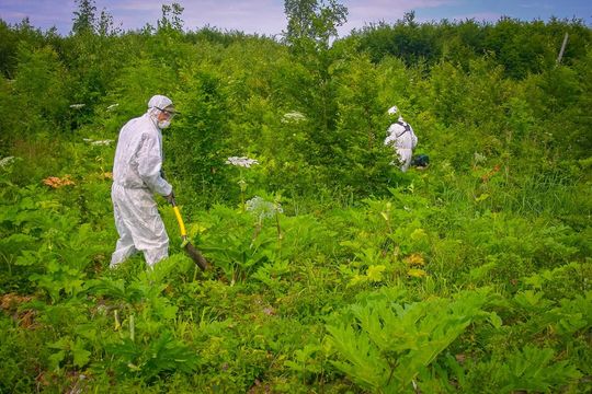 W Nadleśnictwie Tomaszów trwa walka z barszczem Sosnowskiego - galeria zdjęć W Nadleśnictwie Tomaszów trwa walka z barszczem Sosnowskiego - galeria zdjęć