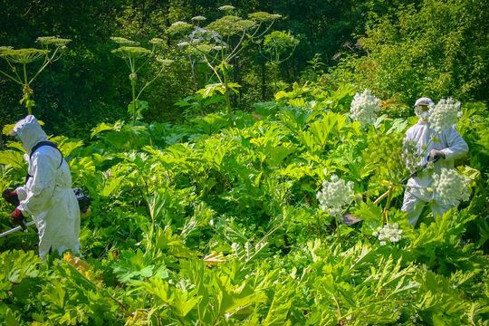 W Nadleśnictwie Tomaszów trwa walka z barszczem Sosnowskiego - galeria zdjęć W Nadleśnictwie Tomaszów trwa walka z barszczem Sosnowskiego - galeria zdjęć
