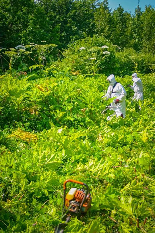W Nadleśnictwie Tomaszów trwa walka z barszczem Sosnowskiego - galeria zdjęć W Nadleśnictwie Tomaszów trwa walka z barszczem Sosnowskiego - galeria zdjęć
