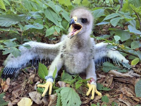 Młode orliki krzykliwe zaobrączkowane w Nadleśnictwie Mircze [ZDJĘCIA]