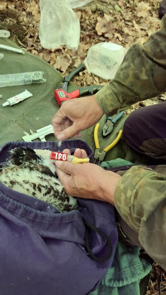 Nadleśnictwo Mircze podsumowało sezon obrączkowania orlików - galeria zdjeć
