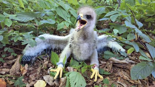 Nadleśnictwo Mircze podsumowało sezon obrączkowania orlików - galeria zdjeć