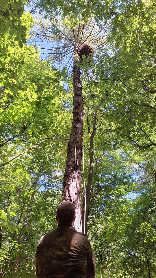 Nadleśnictwo Mircze podsumowało sezon obrączkowania orlików - galeria zdjeć