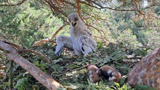 Nadleśnictwo Mircze podsumowało sezon obrączkowania orlików - galeria zdjeć