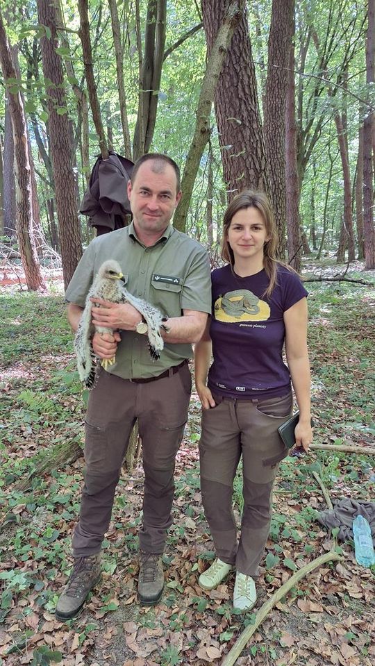 Nadleśnictwo Mircze podsumowało sezon obrączkowania orlików - galeria zdjeć