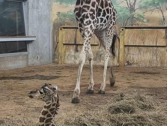 Narodziny w zamojskim zoo. Mamy żyrafę! [ZDJĘCIA]