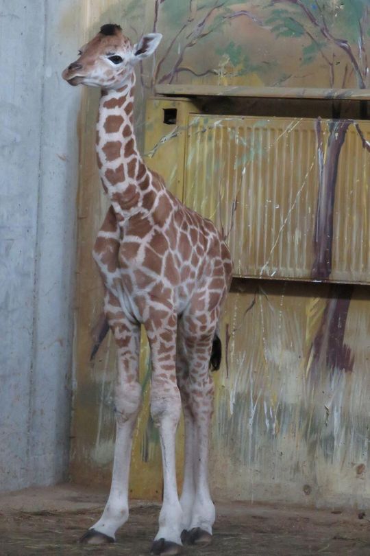 W zamojskim zoo urodził się samiec żyrafy Rotschilda.