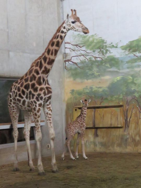 W zamojskim zoo urodził się samiec żyrafy Rotschilda.