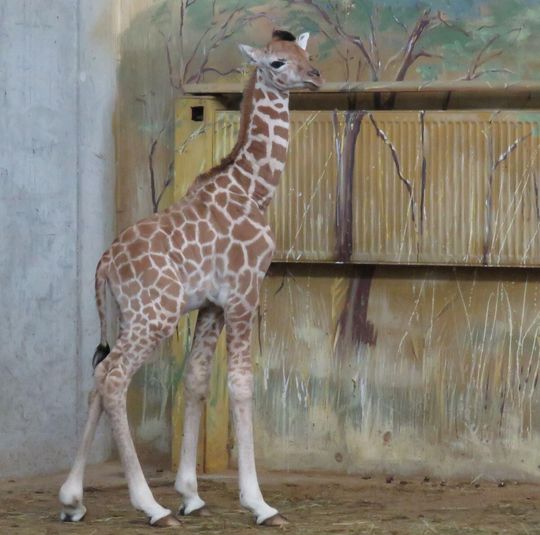 W zamojskim zoo urodził się samiec żyrafy Rotschilda.