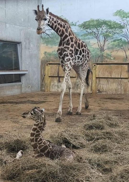 W zamojskim zoo urodził się samiec żyrafy Rotschilda.